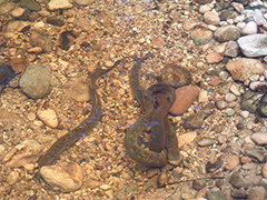 Sea lamprey mating